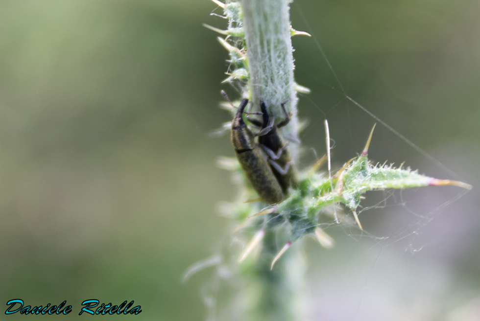 Lixus cfr cardui in accoppiamento